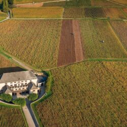 Виноделы Бургундии сообщают об удачном урожае и высоком качестве вина