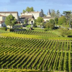 Виноделы Бордо получат компенсацию за вырубку виноградников