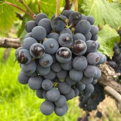 В Перу нашли 6 уникальных технических сортов винограда