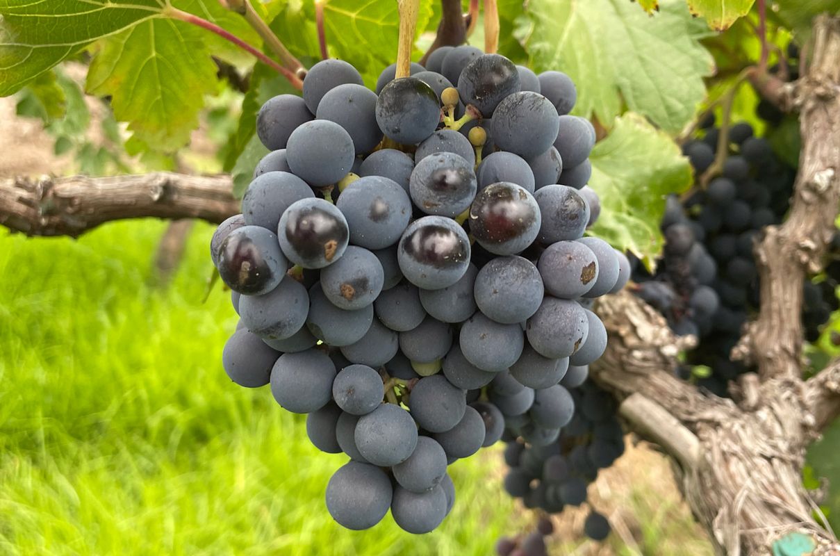 В Перу нашли 6 новых сортов винограда для вина, узнай какие в этой статье